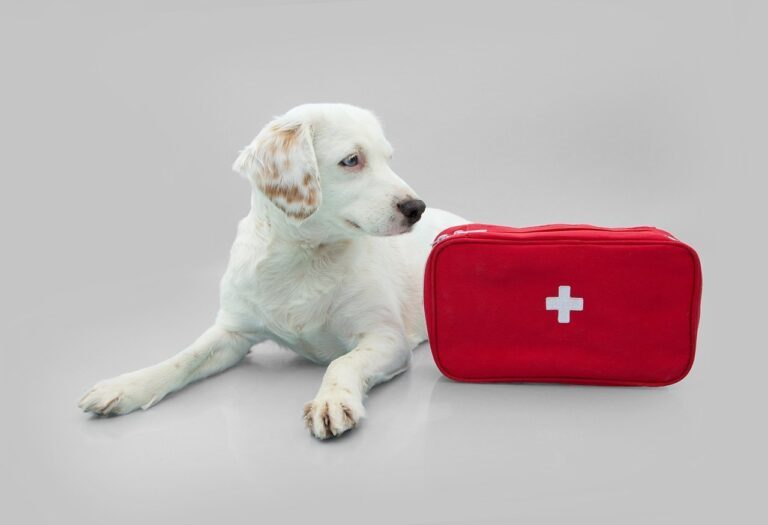 ¿Cómo armar un botiquín de primeros auxilios para mascotas?